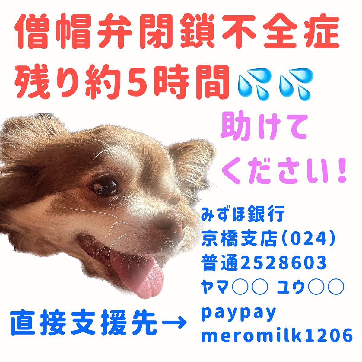 助けてください‼️‼️‼️
お願いします‼️‼️‼️
僧帽弁閉鎖不全症治療費のクラウドファンディング終了まで残りわずか💦💦

【残り約5時間‼️】
【目標まで38万2千円】

詳細はプロフィールURLからご覧ください🙇
家族が重い病で倒れ、皆様に頼らせていただいています🙇
readyfor.jp/projects/135900