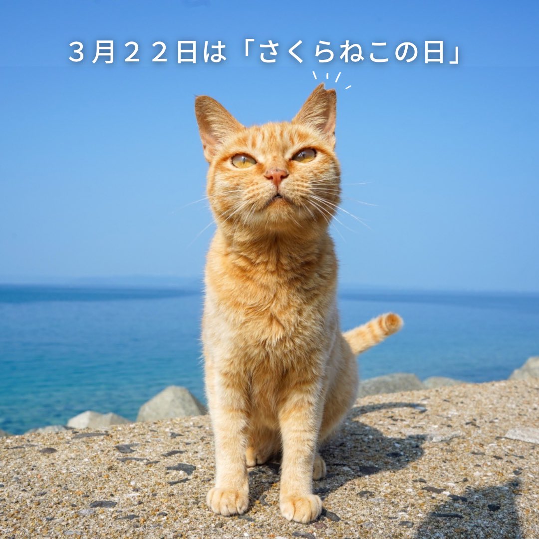 みどりのねこさま　専用 BOX販売]花房さくらのねこみやげ -4個入りBOX- – SOOTANG HOBBY