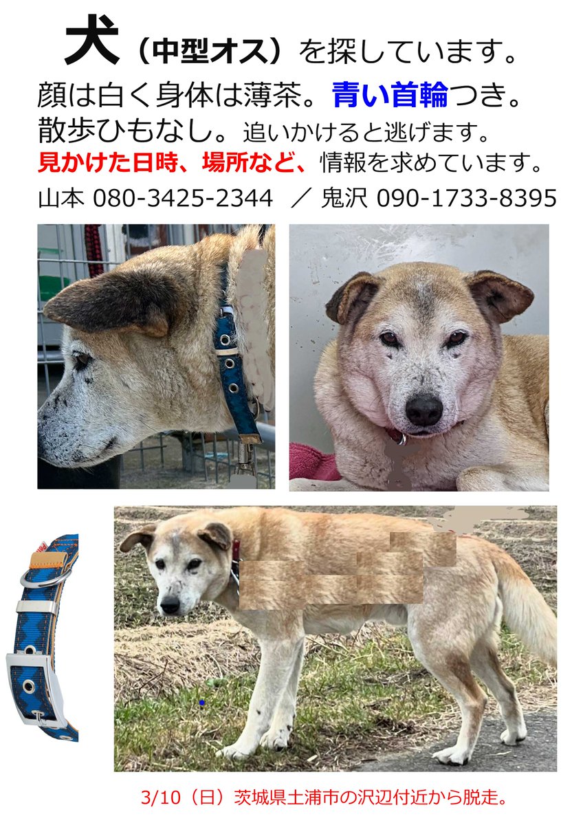 3/8（日）茨城県土浦市沢辺付近から脱走。
元猟犬で一日に何キロも歩きます。
見かけた日時、場所など、情報を待っています。（つづく）山本　0803425344
#迷子犬 #放浪 #茨城 #石岡 #つくば #つくば山 #筑波 #迷い犬