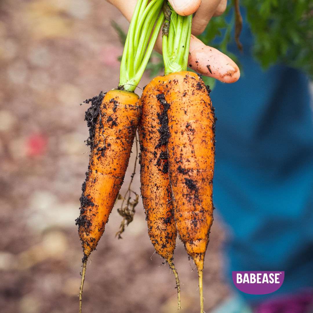 Help your little ones get more of the good stuff with Babease. 😇 Organic baby foods doesn't just help with your baby's development, it also helps the environment 👀 take a look 👉⏩ #Weaning #realfoodforbabies #organicfarming #organic