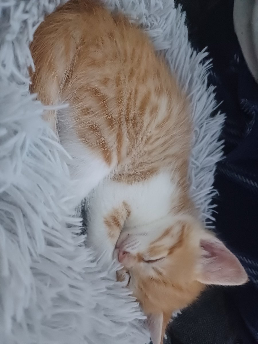 Bienvenido a casa, Simba