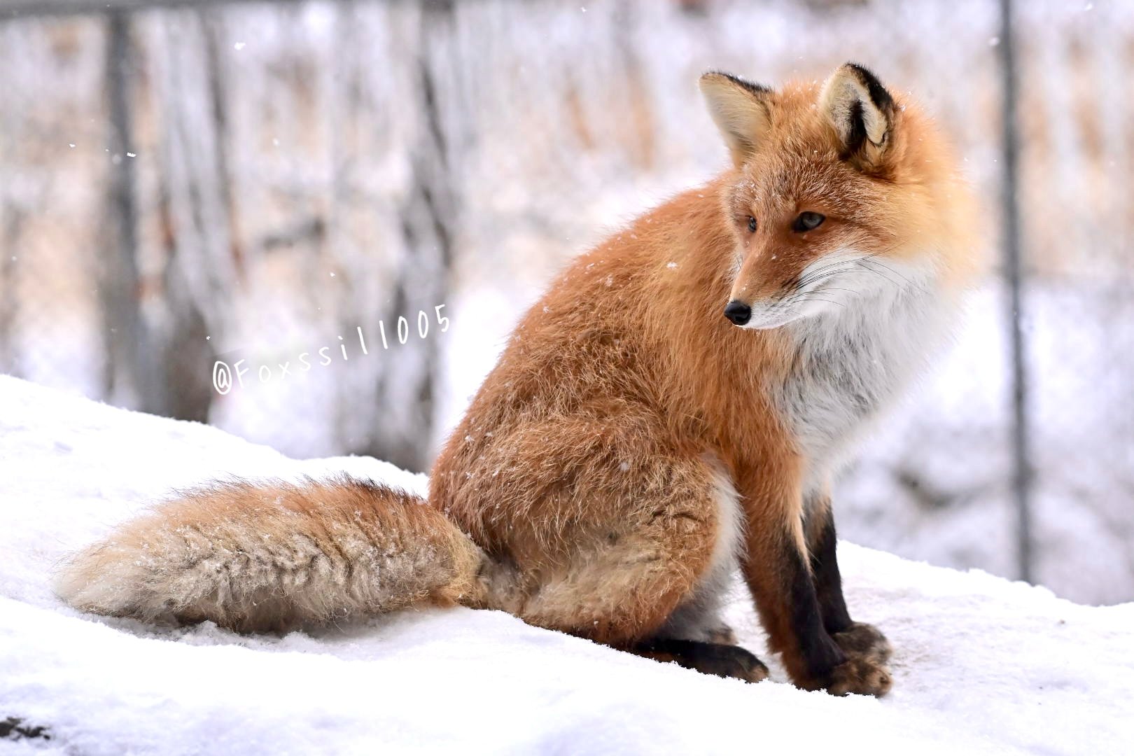 Foxssil(フォクシル) on X: 