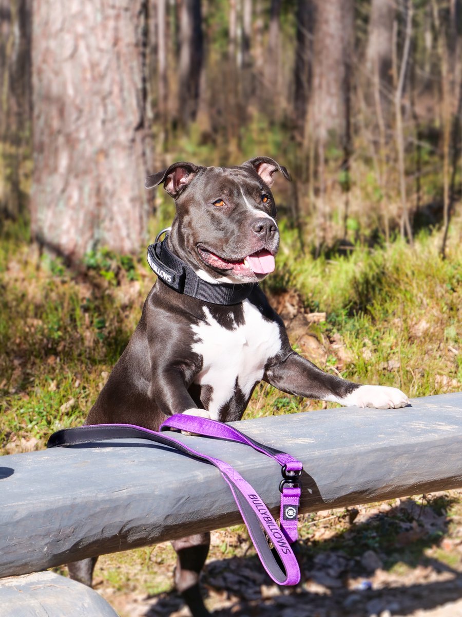 BullyBillows tweet media