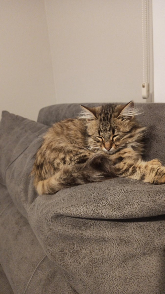 Kızımız kumsalı bir sahil gezintisi sırasında bulduk ve sahiplendik. 1 haftadır bizimle bir birimize alıştık. Tüyü kadar ömrü olsun inşallah.
#satınalmasahiplen