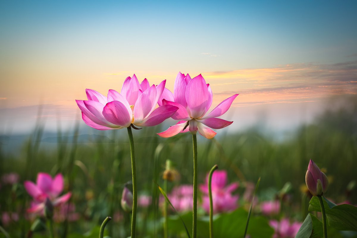 "My mother was like a cat in the way she loved the country. She responded to the beauty, the peace and the solitude that it offered. She found this in her garden and she found it too in the countryside beyond. Solitude." ~C.R.Milne #MothersDay #MothersDay2024