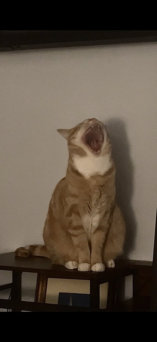 Ajocccccy's tweet photo. My cat is the Shai Hulud’s doppleganger https://t.co/GWbeRhzAvP