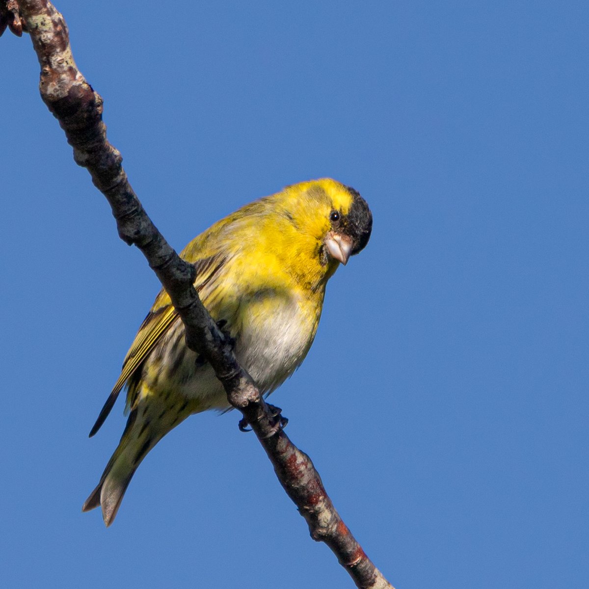 A male Siskin looking at me from above and glowing in the sunshine. Wishing everyone a happy and safe Sunday. #TwitterNatureCommunity #nature #NaturePhotography #birds #naturelovers #birdphotography andyjennerphotography.com