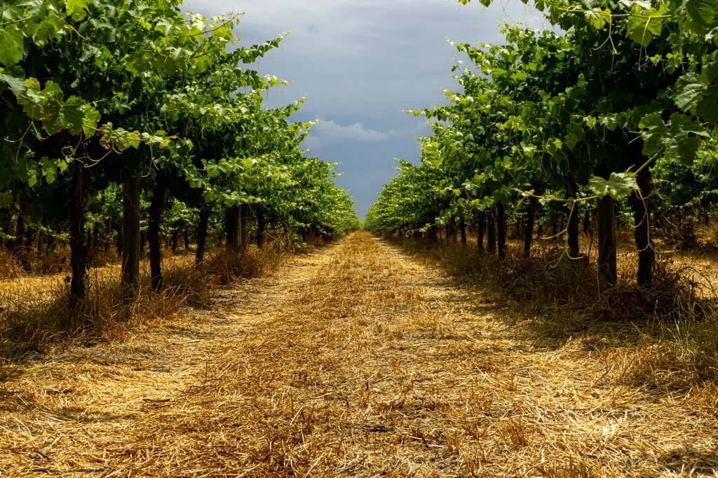 Grapevines midway through the season. #photography #Green #RuralScene #farm #australia #grapes #grapevines