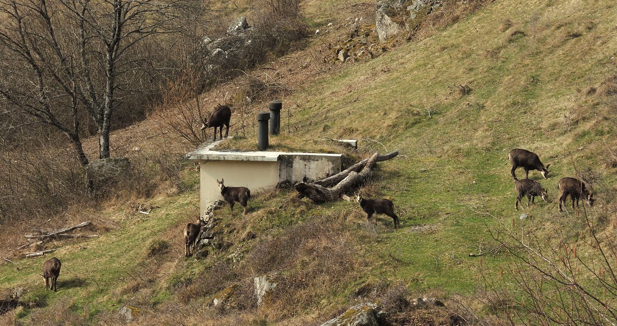 Chamois near the village, not shy at all. Todtnau, Gschwend, Germany