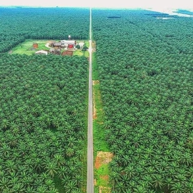 This is the largest Palm Plantation in Nigeria 🇳🇬 , Adapalm in Ohaji-Egbema LGA, Imo State