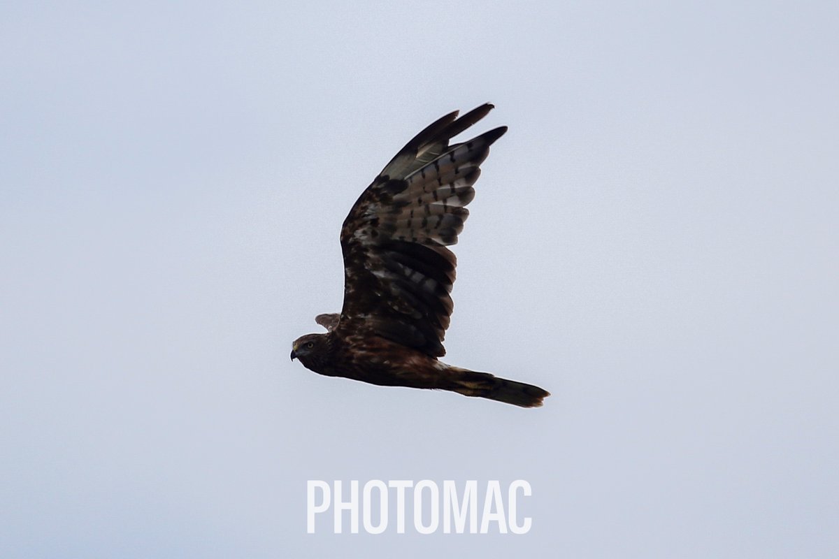 NZPhotomac's tweet photo. Few more results from my weekend in Te Horo
#BirdsOfNZ #OysterCatcher #Plover #Warou #WelcomeSwallow #Kahu #Hawk #TwitterNaturePhotography #TwitterNatureCommunity https://t.co/4IyqloyyeU