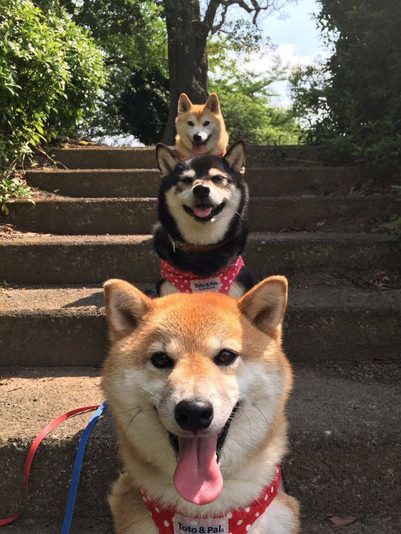 nullxandrew's tweet photo. 🌅 good morning! 

everyone have a good rest and enjoy yourselves before the new work week.

it's nice to have a dog to walk with every morning. the only thing that can get me outside on sunday. xd https://t.co/V7tLmxr71p