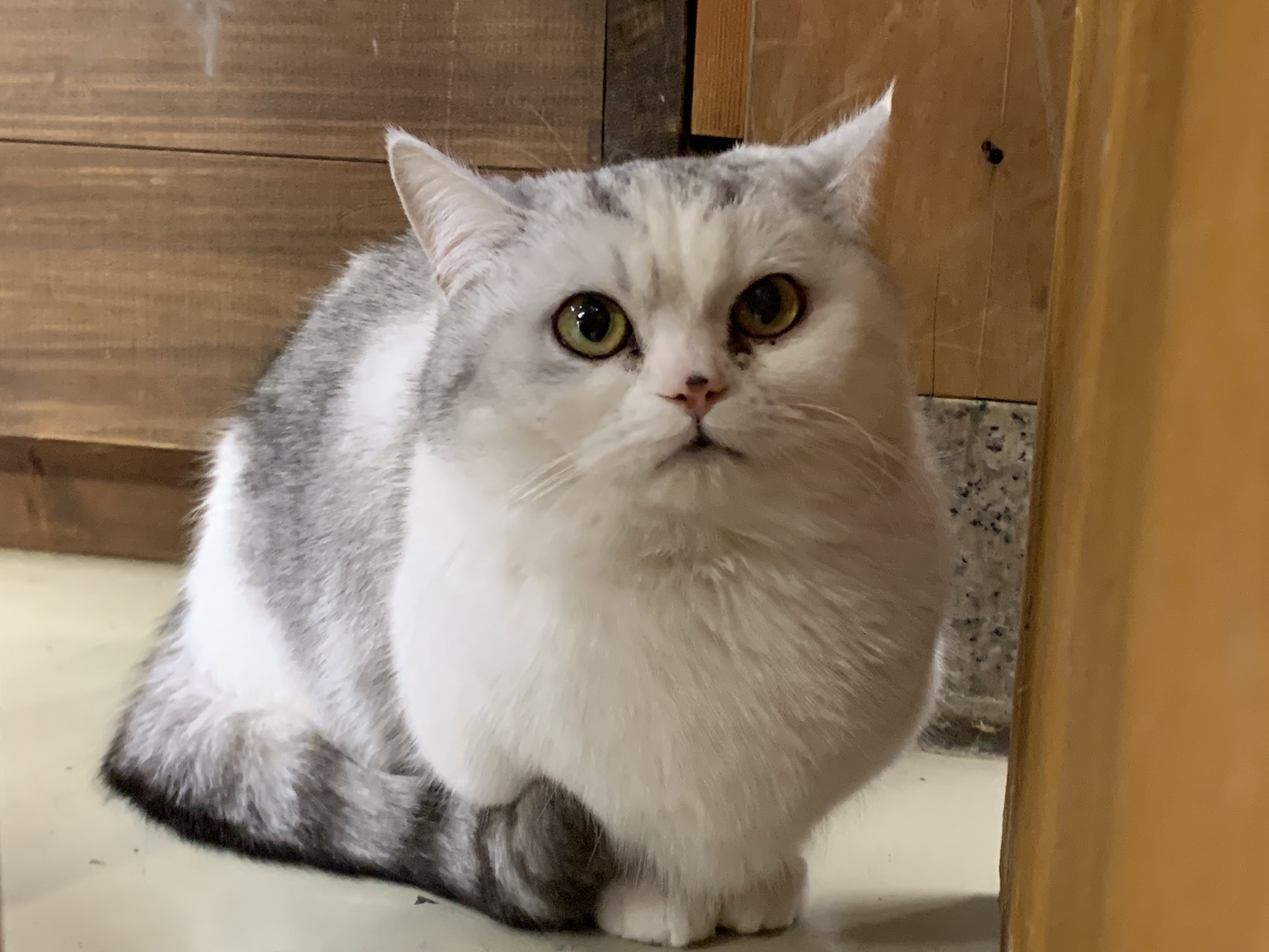 気まま猫2023|あおいとり (セイセイシャカレンダー2023