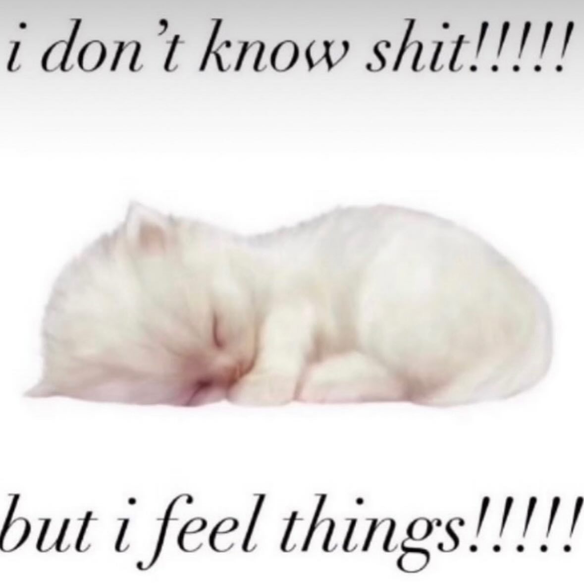 Punch Cat (@punchingcat) on Twitter photo 