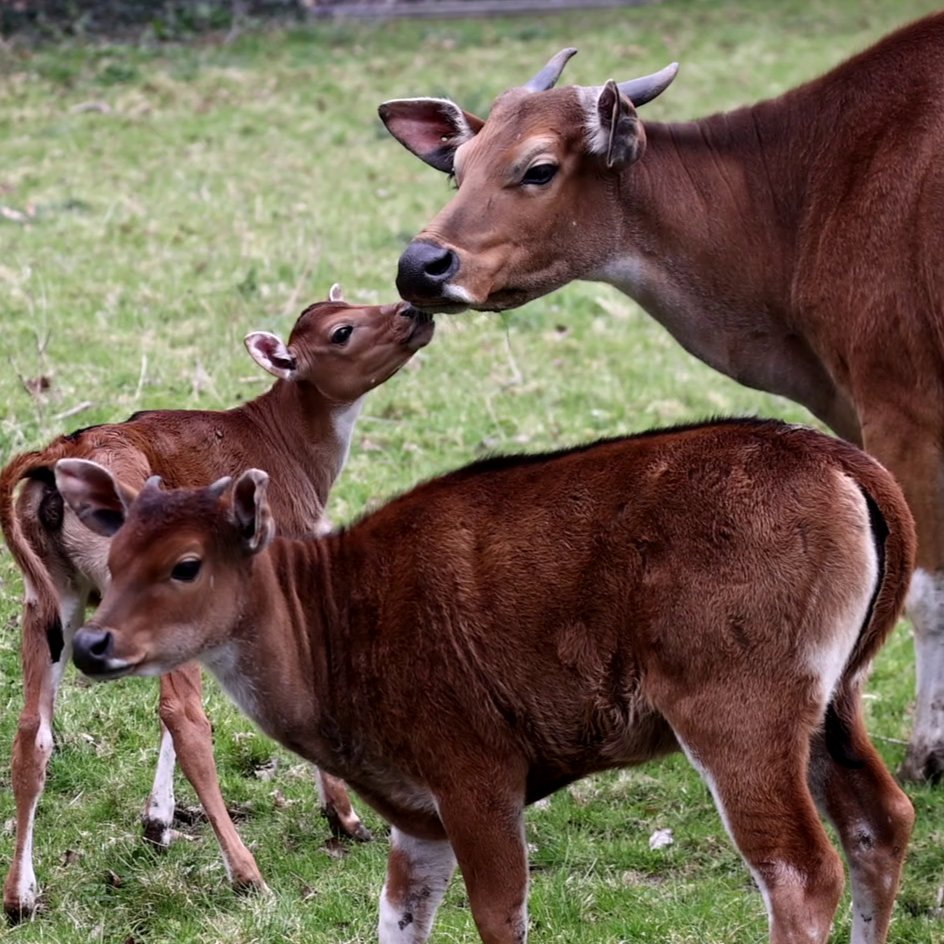 Happy Mother’s Day to all the incredible mums out there!🌻 Today, we’re delighted to announce the arrival of a new banteng calf born recently to mother, Jin.🩷 📸Paul Webber #MothersDay #banteng #birth