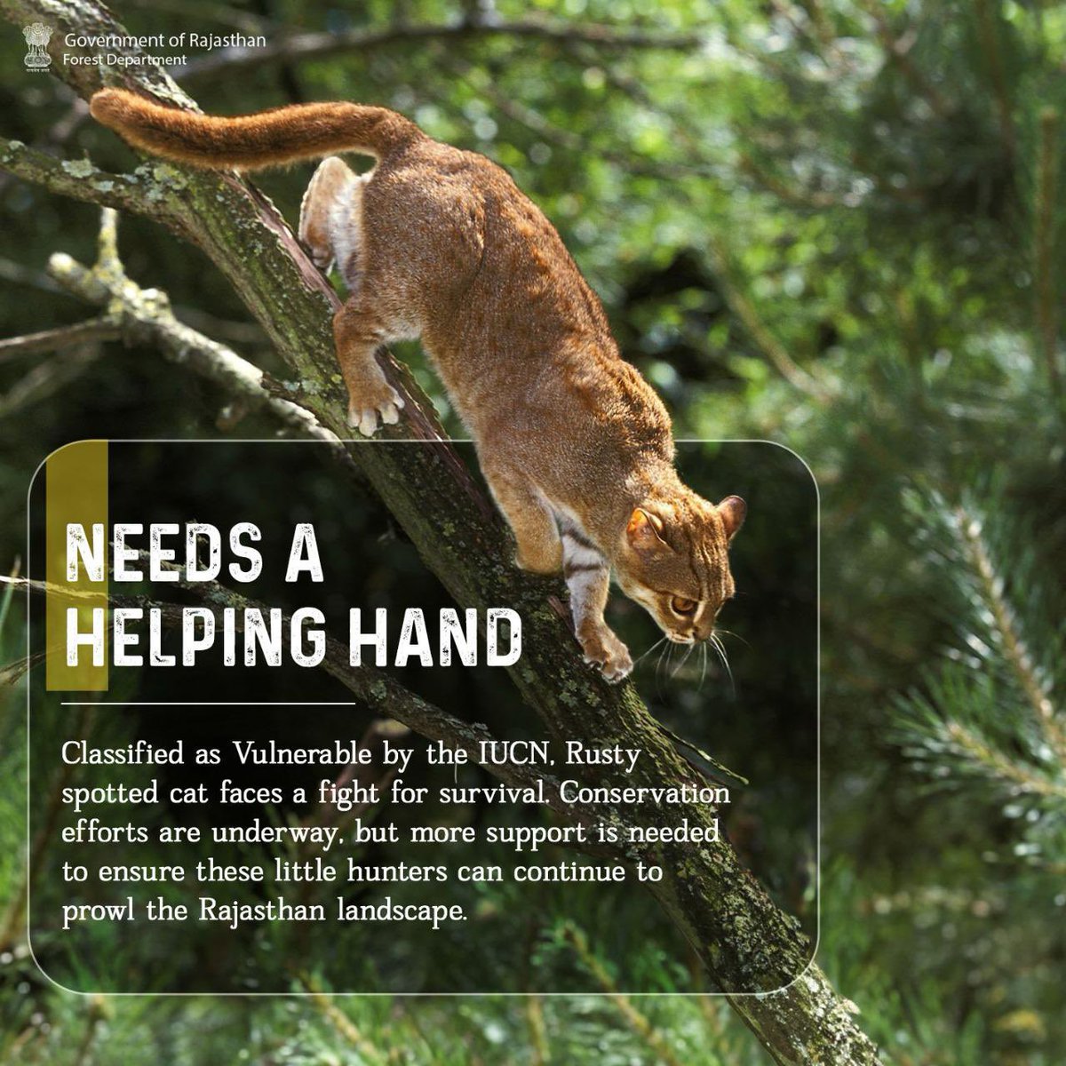 The rusty-spotted cat, a near-threatened species, is fighting to survive amidst habitat loss. But there's hope! 🌿 Here's how you can be their hero: 1.) Spread awareness: Share this post and educate others about these amazing creatures. 📣