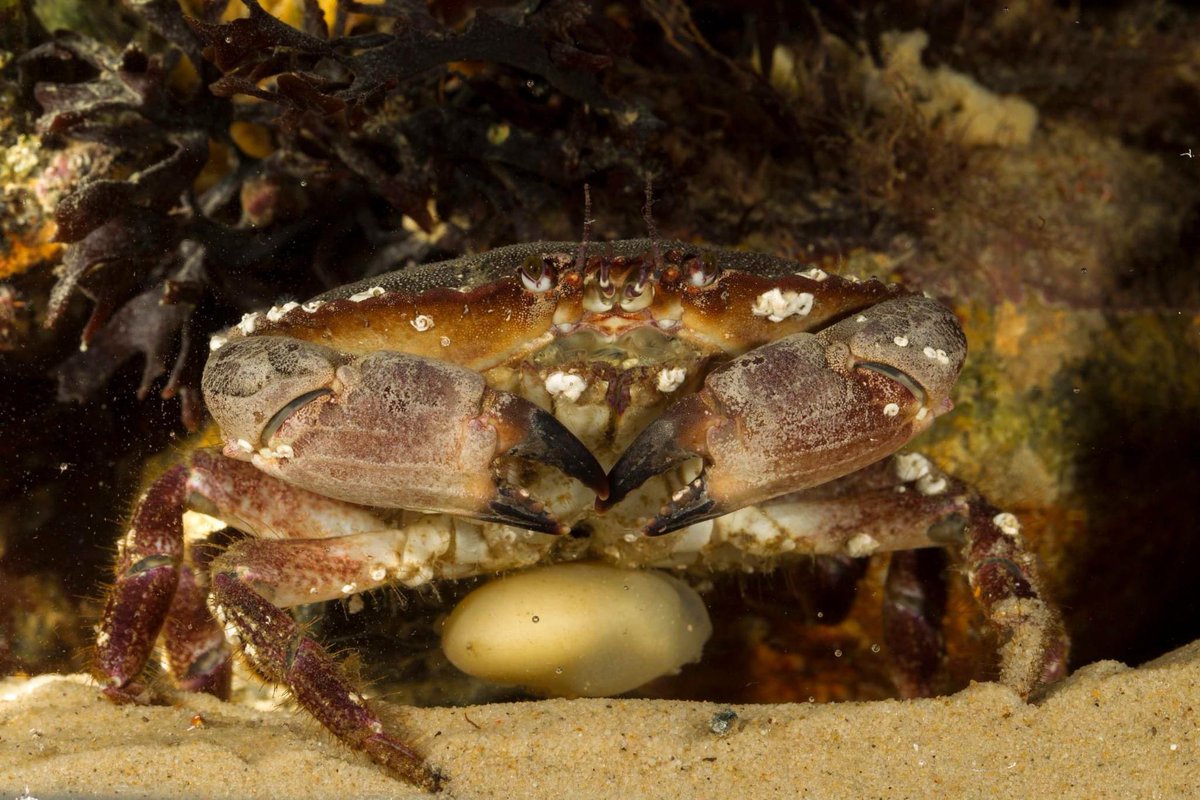 Studio shots of the parasitic barnacle Sacculina inflata on an edible crab found at Kimmeridge #parasite #parasitic #barnacles #barnacle #crabs #crab #crustaceans