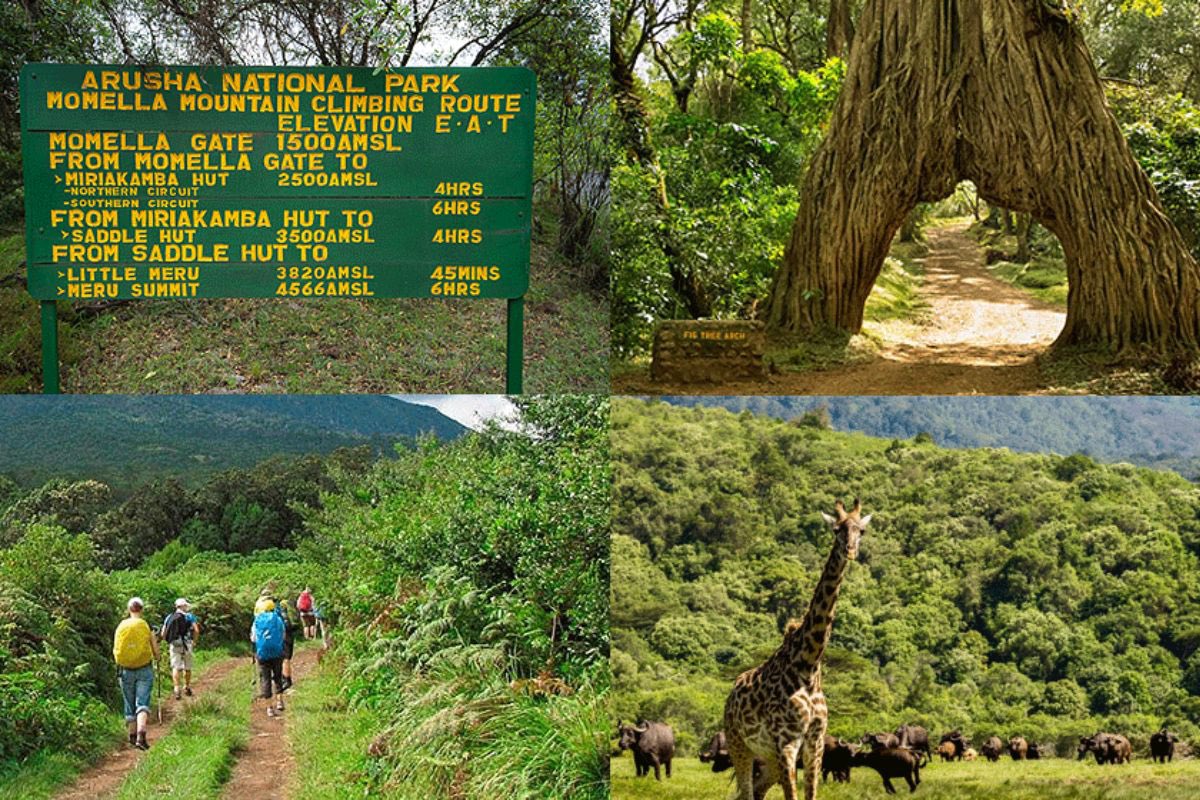 ⚡️It's the weekend! Check out Arusha National Park in Tanzania for some cool nature vibes. 🌳🌄
