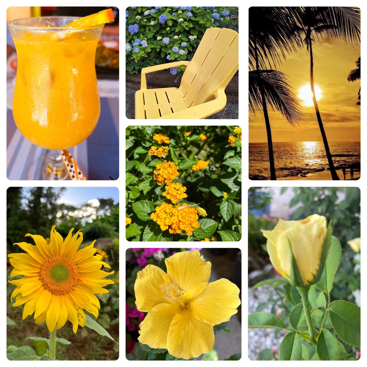 #SevenOnSunday
#SundayYellow
Sunday is the day to be free, to enjoy life and appreciate the little things that bring us JOY!
Let’s sit down in the garden, drink a glass of orange or mango juice and enjoy the sunset or the flowers and trees around us.🌻
🌼🍃💛🍃🌻🍃🐥🍃🌞🍃🌼🍃🐥