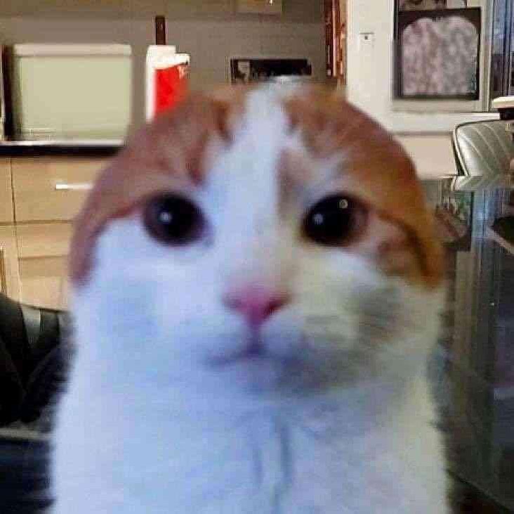 PunchingCat's tweet image. which one is real?