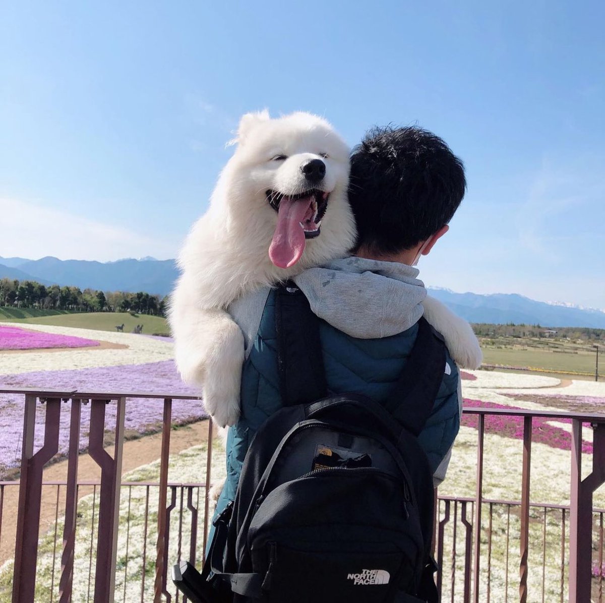 samoyedsunny's tweet photo. 【サニーのプロフィール】
犬種：サモエド(シベリア原産)
生年月日：2020/7/20
体重：26kg
性別：男の子
性格：甘えん坊で人が大好き
特徴：もふもふの毛並みと可愛い笑顔
特技：ハウス
好きなおやつ：砂肝

過去いいねの多かった投稿、お気に入りの投稿はハイライトにまとめてありますので、是非ご覧ください♪

動画投稿はInstagramでしています
https://t.co/lXO4sIC18S
