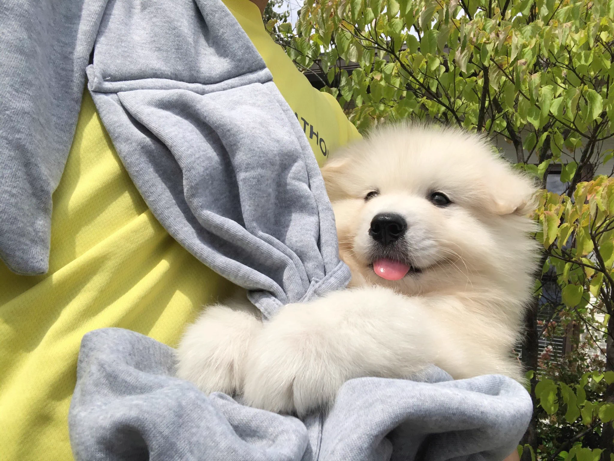 サモエドのサニー (@samoyedsunny) / X