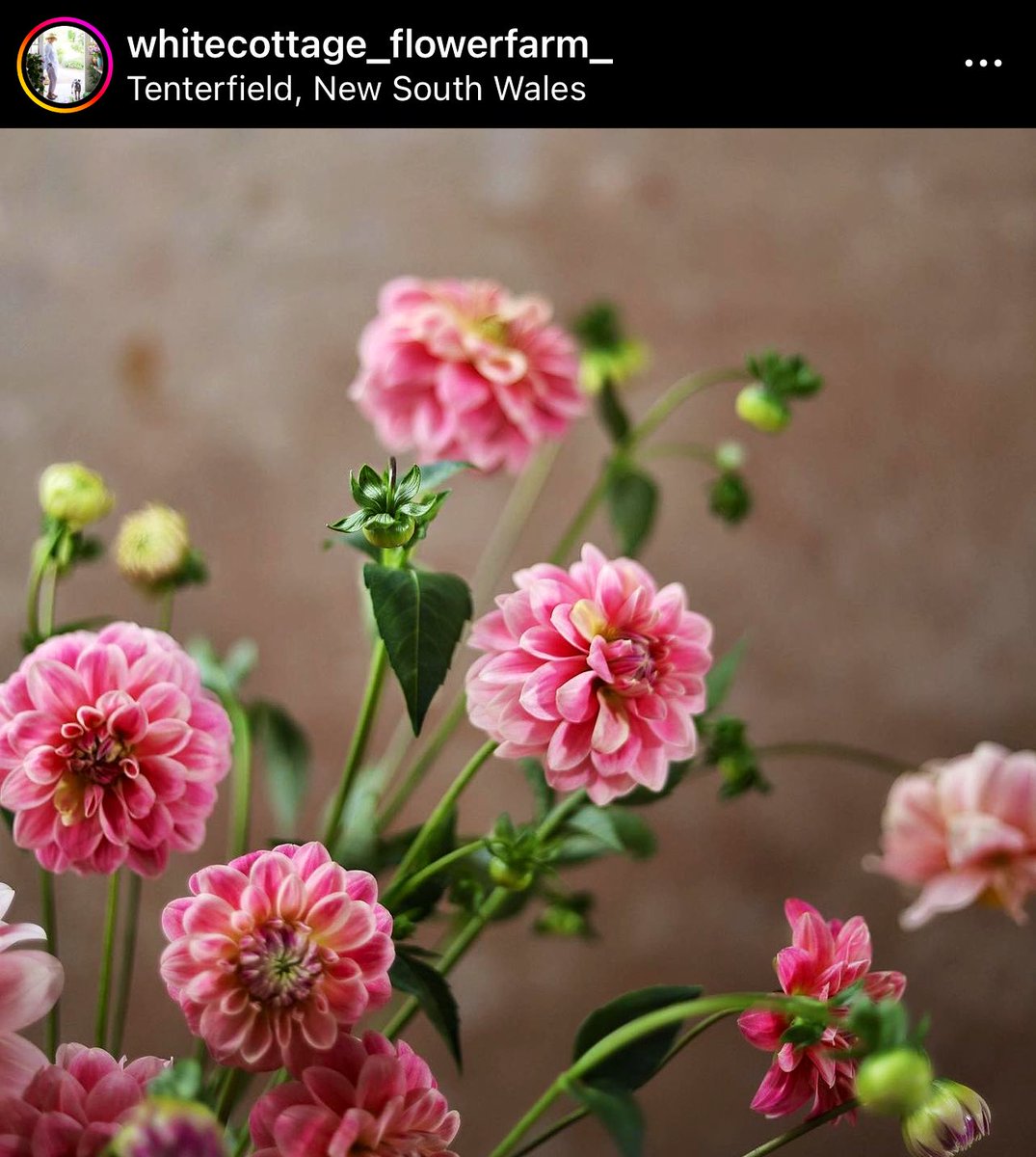 Whitecottage_flowerfarm_ NSW is next level stunning!