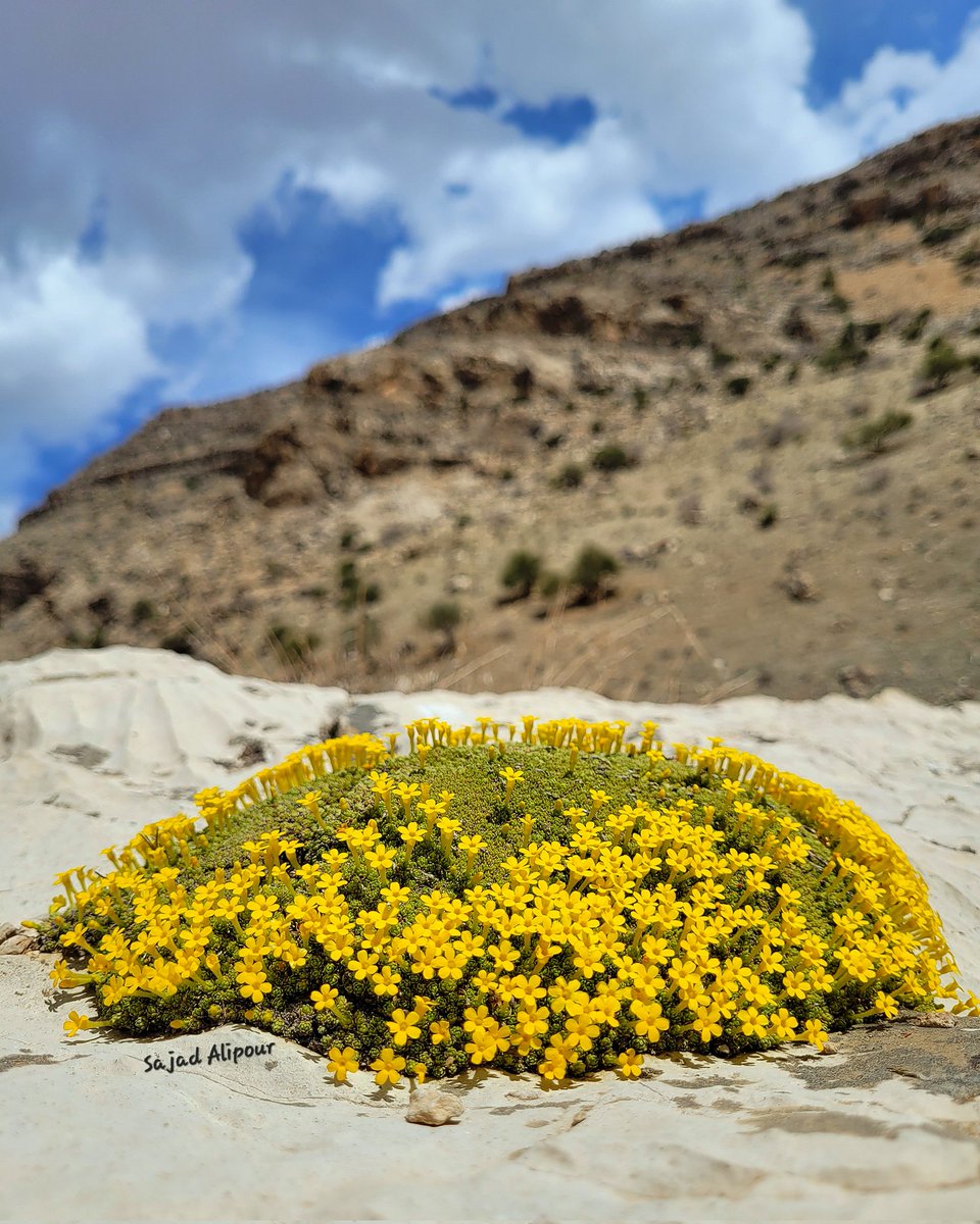SajadAlipour98's tweet photo. Dionysia zagrica
Primulaceae
Lordegan, Iran
March 9, 2024
Altitude 1650m
This species grows on southern horizontal rocks.
#Dionysia #Primulaceae #botany #Ecology #wildflower #Iran #gardening #rockgarden #flower #SRGC https://t.co/1yGRsaHWaD