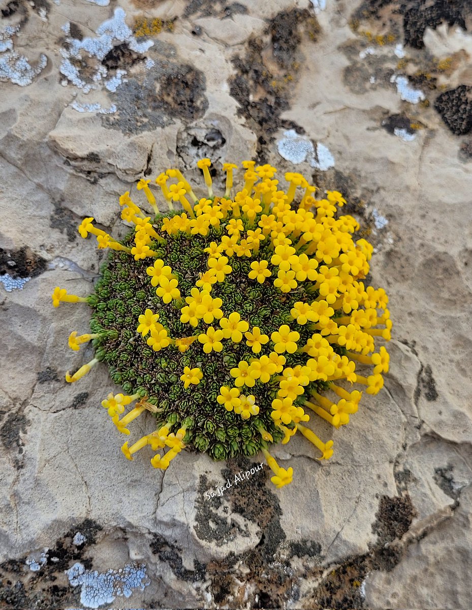 SajadAlipour98's tweet photo. Dionysia zagrica
Primulaceae
Lordegan, Iran
March 9, 2024
Altitude 1650m
This species grows on southern horizontal rocks.
#Dionysia #Primulaceae #botany #Ecology #wildflower #Iran #gardening #rockgarden #flower #SRGC https://t.co/1yGRsaHWaD