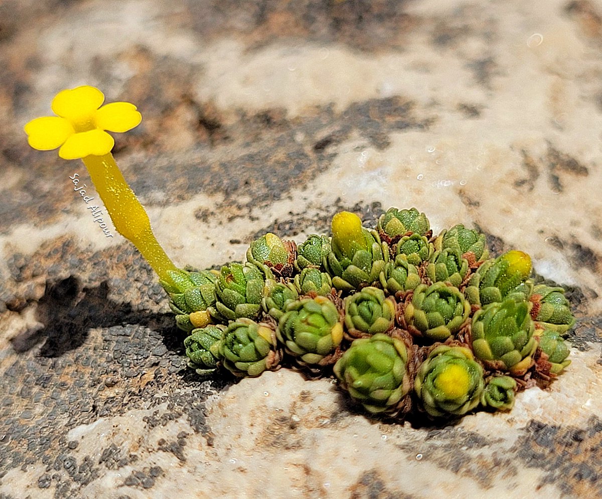 SajadAlipour98's tweet photo. Dionysia zagrica
Primulaceae
Lordegan, Iran
March 9, 2024
Altitude 1650m
This species grows on southern horizontal rocks.
#Dionysia #Primulaceae #botany #Ecology #wildflower #Iran #gardening #rockgarden #flower #SRGC https://t.co/1yGRsaHWaD