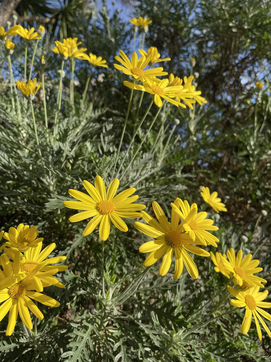 Spring is sprunging at Buckland Castle- my daisy flowered Euryops aka Golden Daisy bush is out. What are the harbingers in your garden? Share for a shoutout on my wireless show, ask qu’s, share observations & tune via @BBCSounds & @BBCDevon from 10am All welcome! #humblebraggage