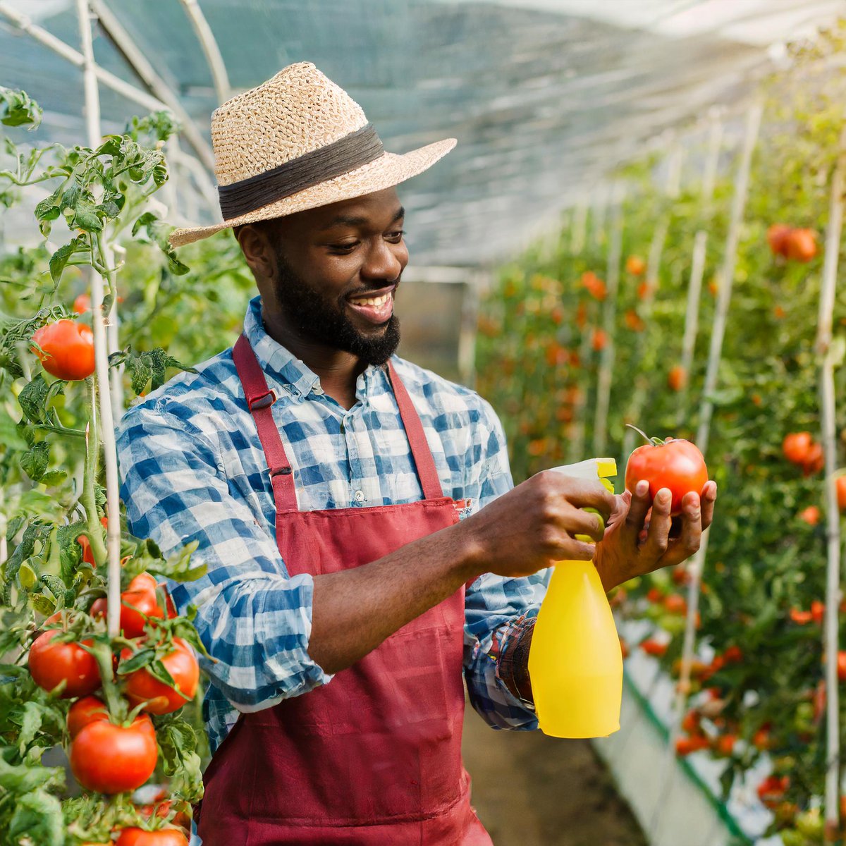 @routetofood report noted that tomato production in Kenya involved the use of of highly hazardous insecticides (e.g., diazinon, thiamethoxam)ke.boell.org/sites/default/… .Join us tonight on @kamemefm and learn safer production practices.@icipe @FutureForAll @BiovisionAfrica