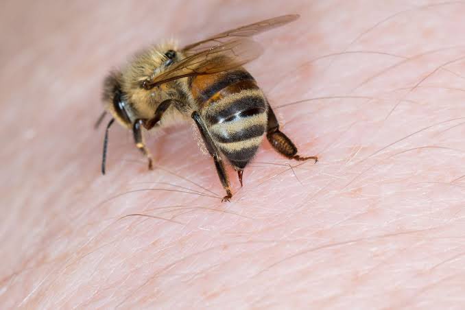 Ağzında bal olan arıların kuyruklarında da iğneleri vardır.