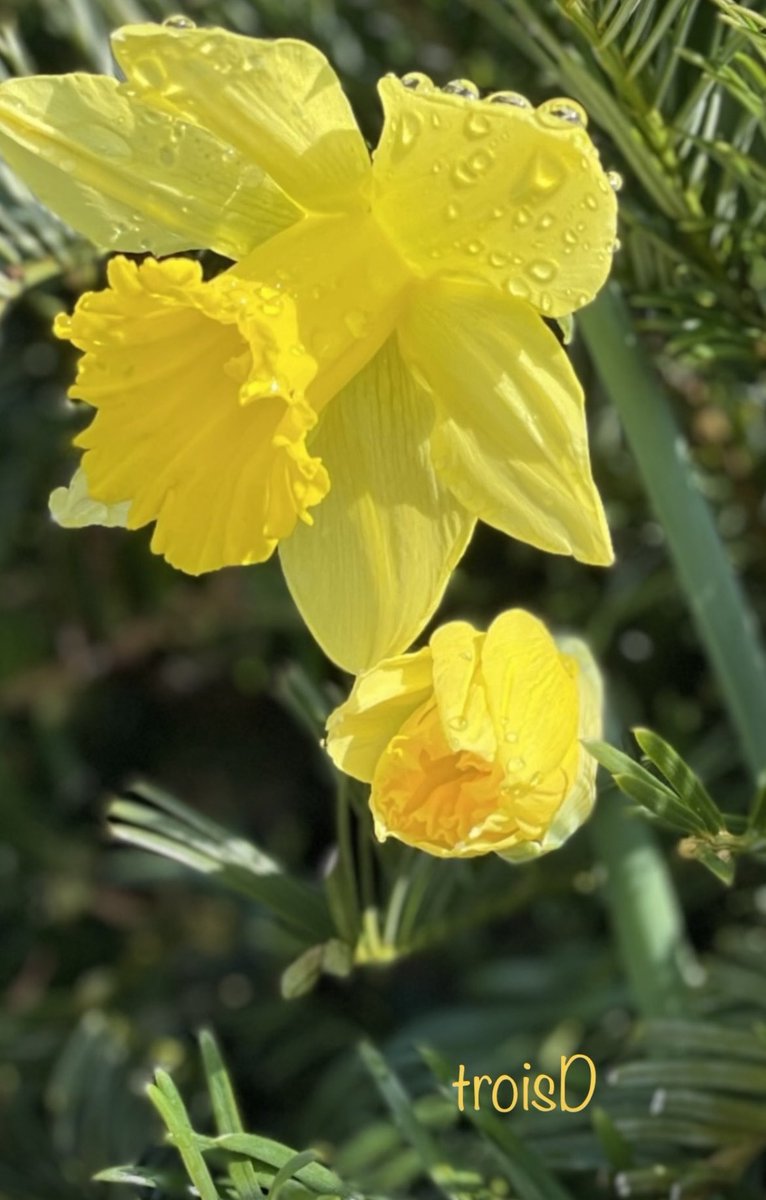 dianne0805's tweet photo. Happy Sunday Yellow…💛
Have a wonderful day filled with peace and relaxation. 
Happy Mother’s Day to all who celebrate today!
🌼🌼🌼
#SundayYellow #Daffodils 
#HappyMothersDay
#RestfulSunday #Flowers https://t.co/JOqygI7KMK