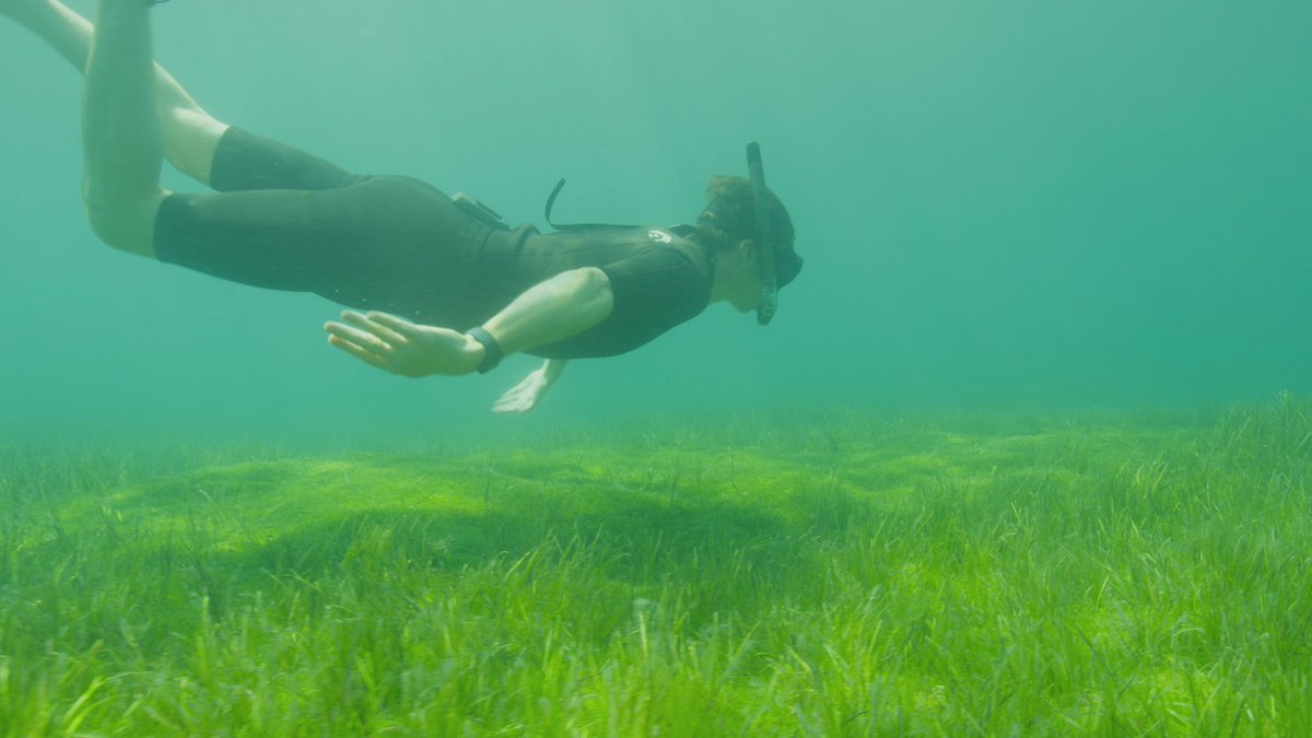 You have to see it to believe it… The biggest ever threat to NZ’s marine life. Tonight’s @SundayTVNZ story here 👇 1news.co.nz/2024/03/10/inv…