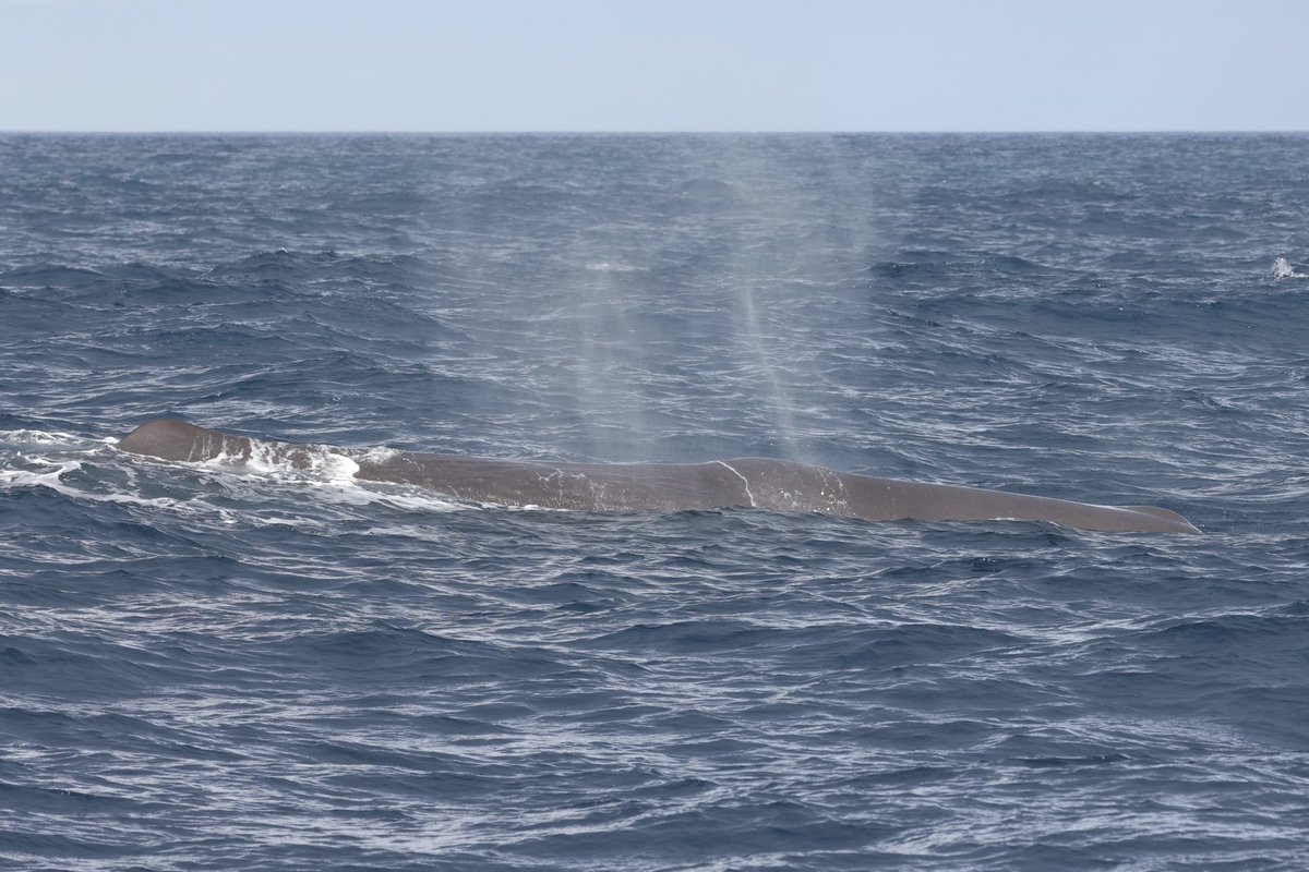 We were hoping to see Orca from the Láki Tours boat in Iceland yesterday with @naturetrektours - we didn’t expect a supporting cast of Sperm Whale, White-beaked Dolphins and Harbour Porpoise. What a day! 🐋🐬🐳