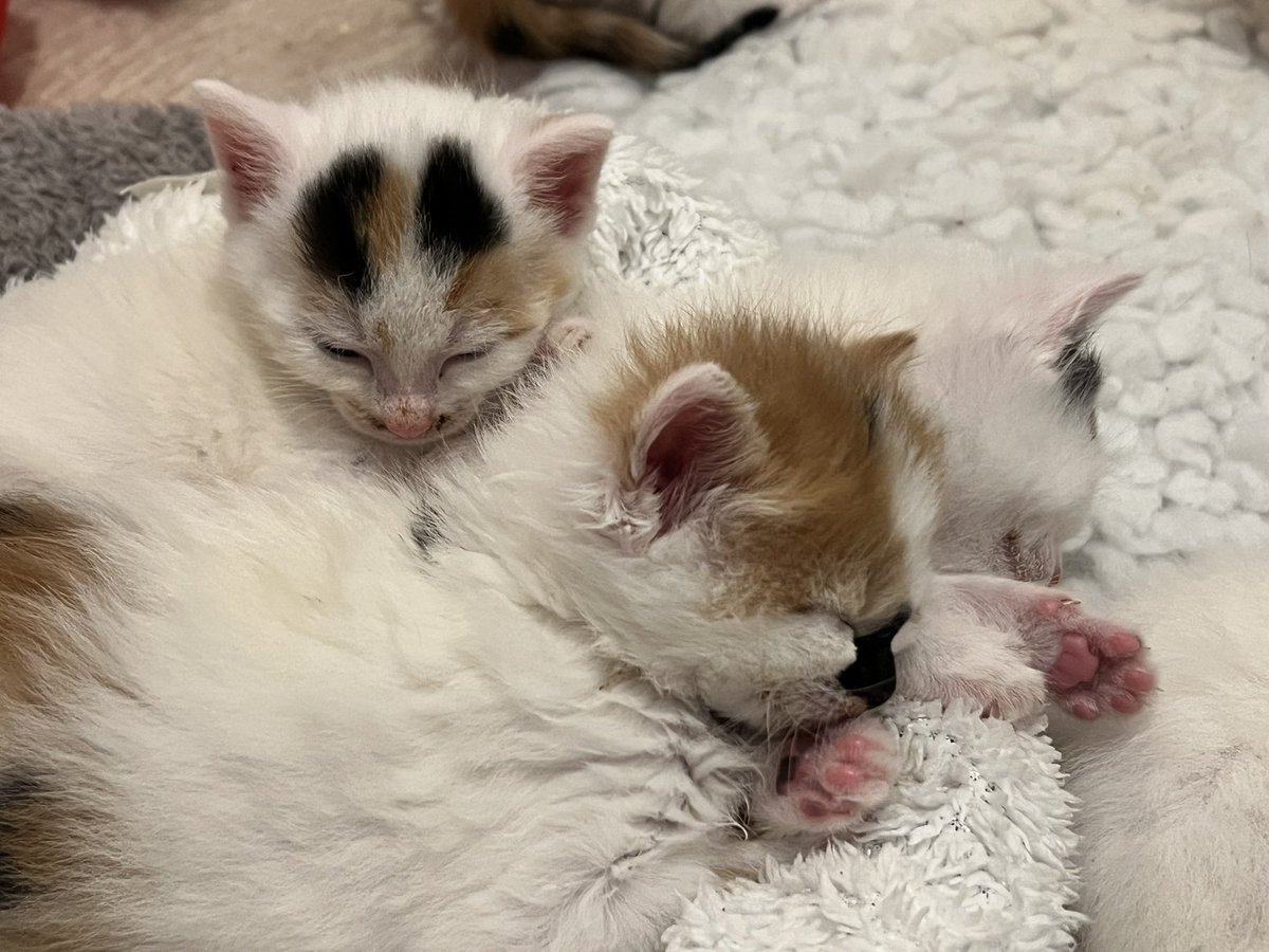 It’s a sleepy kind of Sunday morning at Cheese Lodge. Mascarpone, Boursin and Wensleydale curl up after breakfast.  4 wks old tomorrow and 4 of the 7 are now eating kitten mousse along with their milk of course. #handrearing #neuteryourcats #CheeseGang #kittens #rescue