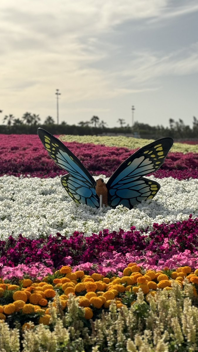 majeda134's tweet photo. @flowers_yanbu 
تصويري https://t.co/o2bKGxDj6a