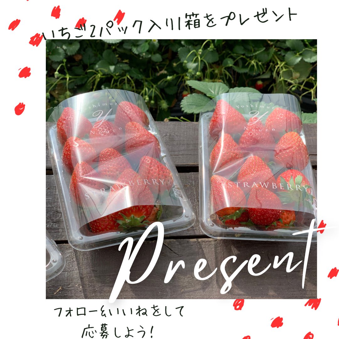 yoshimuranouen's tweet photo. 🍓吉村農園プレゼント企画🍓

吉村農園のいちご2パック1箱を3名様にプレゼント🎁
いちごの旬な時期に是非ご賞味下さいね😁♩

応募方法はアカウントのフォロー&amp;RTのみ！
@yoshimuranouen

期間は3月10日（日）〜3月17日（日）の18時まで
ご応募お待ちしております🍓
#プレゼント
#プレゼント企画 https://t.co/U6QVuGToPf