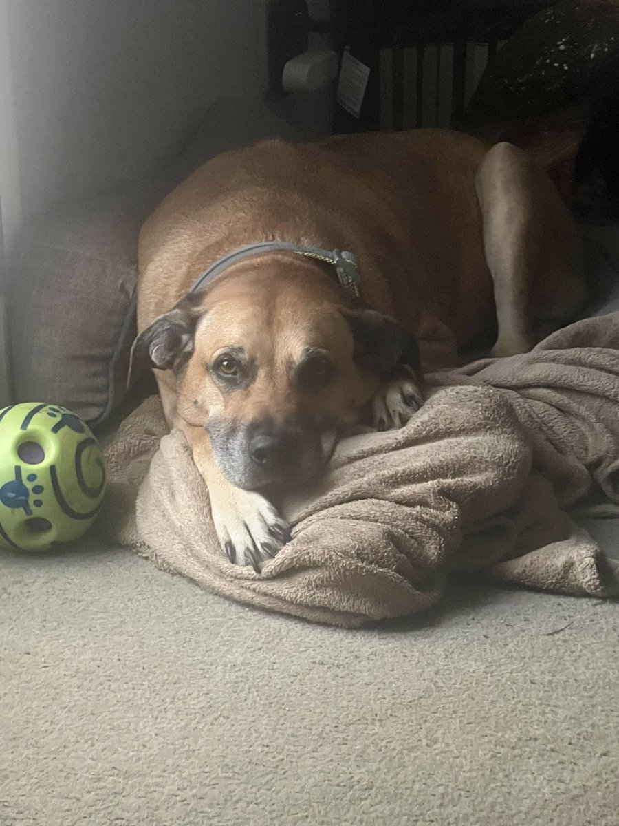 KomodoBrothers_'s tweet photo. Thank you for the best 12 years of my life pup I’m going to miss you everyday you helped me through everything my heart is shattered Rest in peace Nala 💔 https://t.co/YTdhoDzM4T