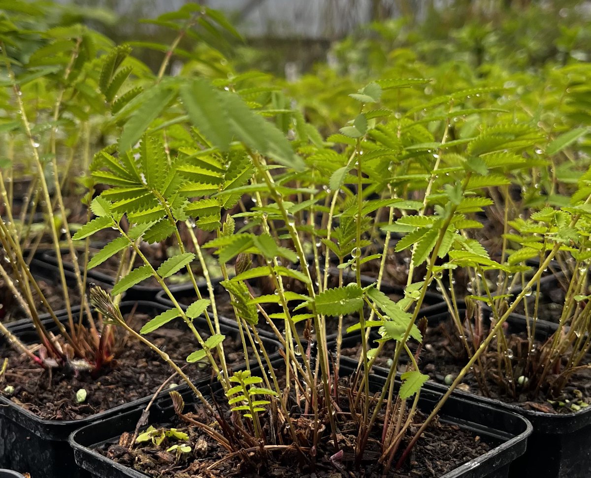 IrisesSeagate's tweet image. Sanguisorba ‘Pink Tanna’ moving quickly now with a little sunshine! Open daily 10-5 (Sundays 10-4) Now is a great time to get planting for a display this year! irises.co.uk #hardyplants #sanguisorba #springplanting #gardenplants #locallygrown #britishgrown #peatfree