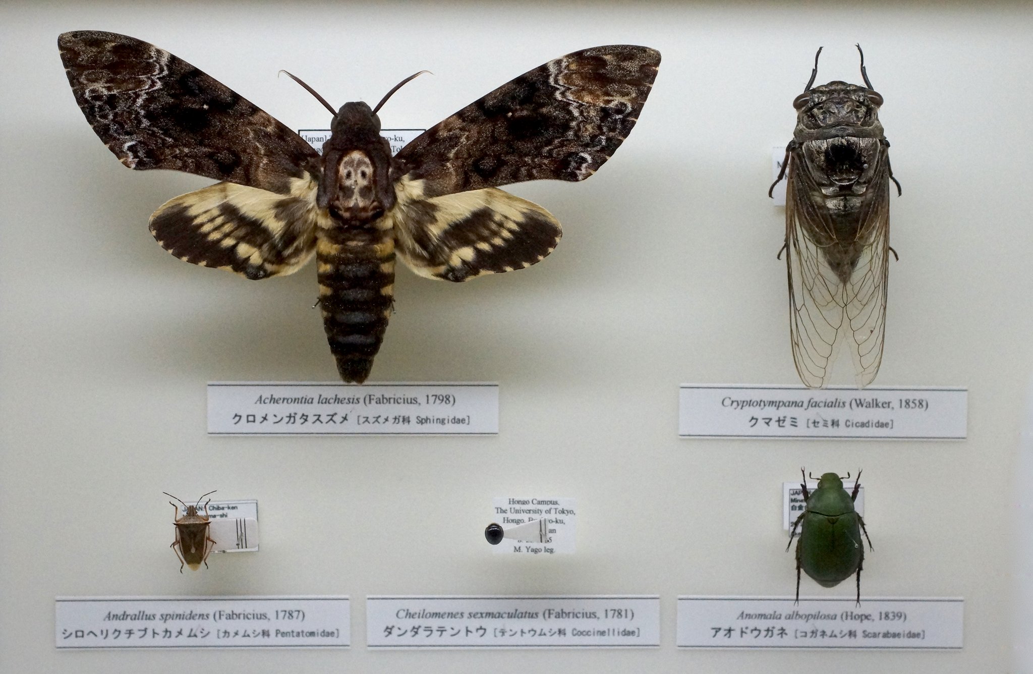 箱付き 海外の昆虫標本 クロメンガタスズメ（ドクロメンガタスズメ）1