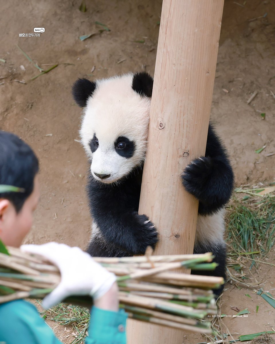 240310 수줍게 할부지 바라보기

#후이바오 #huibao