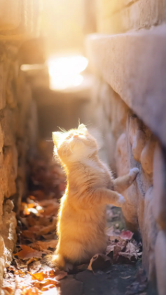 猫だよ、いつまでも輝いてるよ！