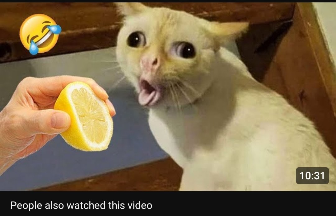 InDesember's tweet photo. @ShouldHaveCat funny cat 🤣🤣
click link 👇
https://t.co/gvFY2pIwcU https://t.co/l8Qv3qQoPT