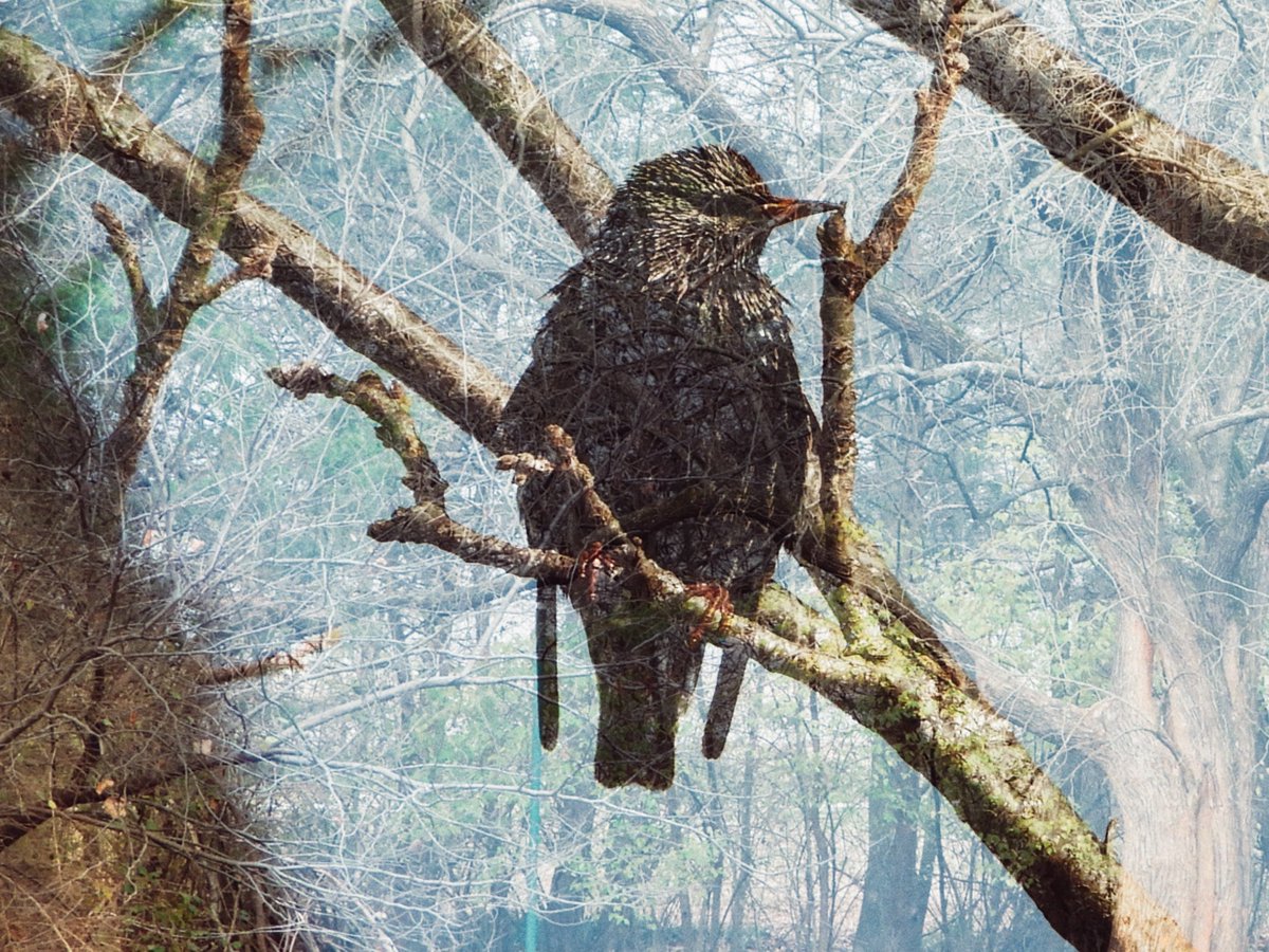 PapaBeardedNFTs's tweet photo. #PBedits encompasses all my non-AI heavier photography edits

Both on SOL and XTZ

https://t.co/N8NVLXrw6W

https://t.co/y7awLOVQsr https://t.co/WjSGX27s0Z