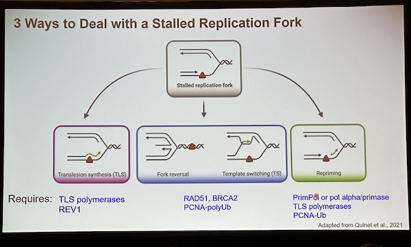 How does a cell deal with stalled replication forks? Mitch McVey @Tufts_Biology shares @mcveylab efforts showing flies prefer using TLS over template switching for MMS repair & dissect REV1 & SLX1/SLX4 roles in TLS. #TAGC24 Ecol Genetics & Genomics/ Chrom Biol & #GenomeIntegrity