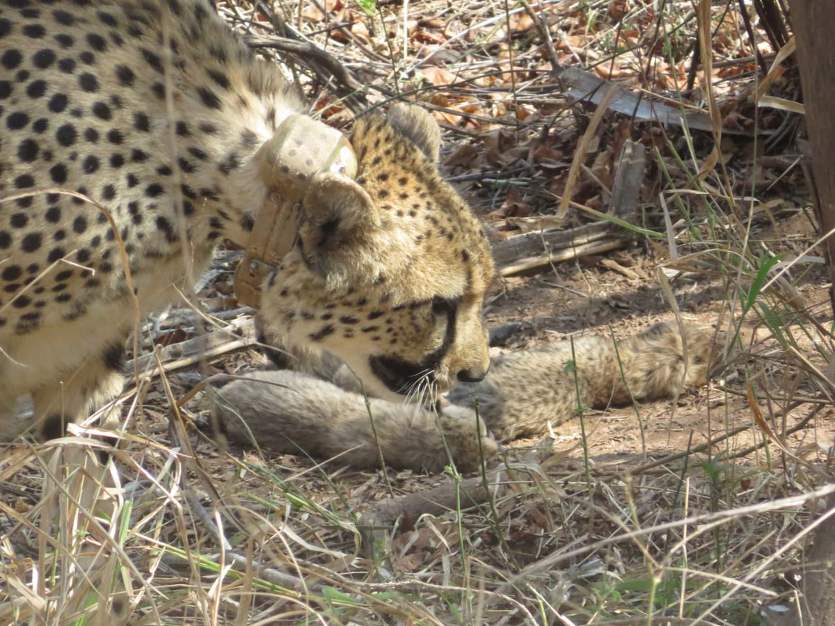 reenadiggu's tweet photo. This takes the tally of the Indian born cubs to 13. This is the fourth cheetah litter on Indian soil and the first litter of cheetahs brought from South Africa,”#HighFiveKuno https://t.co/1qV0wHoKpd