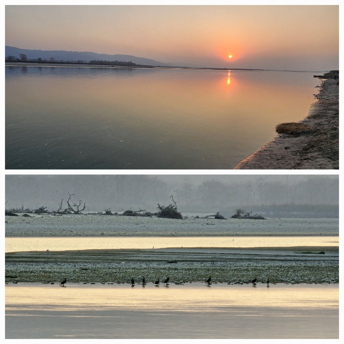 Sunset across Narayani (Sapta Gandaki) from Gunjahi Dhakaha buffer zone community forestry &amp; visitors from Central Asia/South Europe, migratory ruddy shelduck (tadorna ferruginea), known as chakhewa (love birds) in Nepali or brahminy ducks just before their spring flight back.