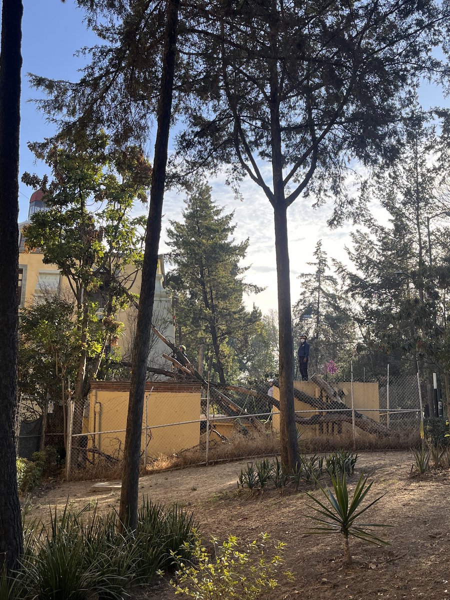 gabrielvazcor's tweet photo. @mauriciotabe Mi lugar favorito es el Parque Lira, inpunemente abandonado, con árboles muriendo por la falta de conciencia en tu administración. Tan solo a unos metros de tu oficina el Parque muere! https://t.co/oIGyL8GOLA
